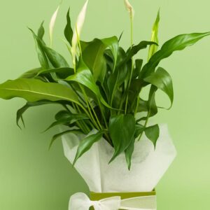 Peace Lily Plant in the Gift Box